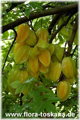 averrhoa_carambola_8_-_181006.jpg