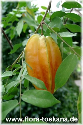 averrhoa_carambola_6_-_digi.jpg