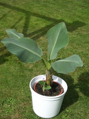 lasiocarpa.JPG