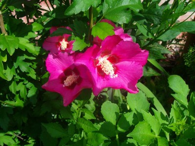 100D0510.JPG