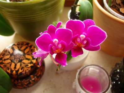 100D0828.JPG