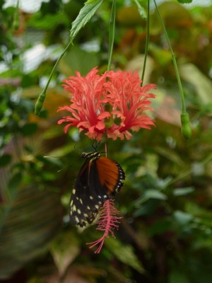 Shizopetalus Schmetterlingsahaus.jpg