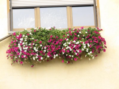 Betunien am Küchenfenster.JPG