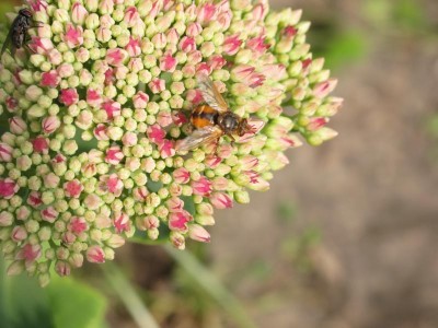 unbekannte auf fette Henne.JPG