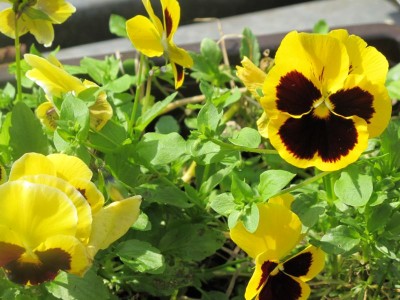 Stiefmütterchen blühen fast das ganze Jahr.JPG