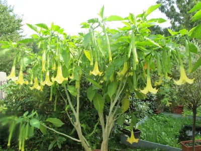 Datura.JPG