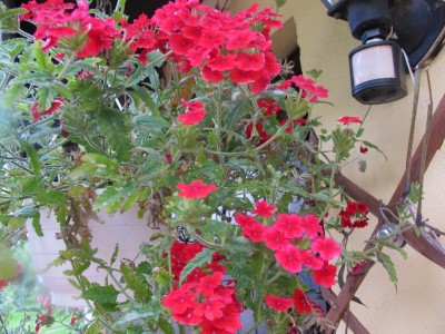 blüht auch den ganzen Sommer.JPG