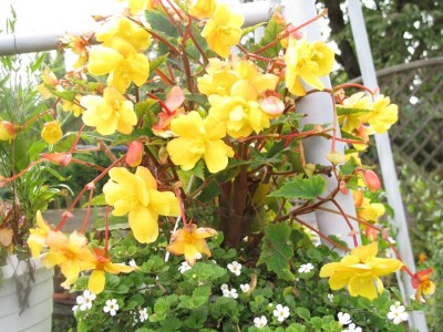 Begonien in der Ampel.JPG