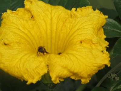 Kürbisblüte.JPG