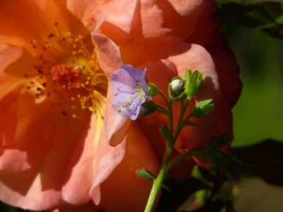 Westerland mit Jakobsleiter.jpg