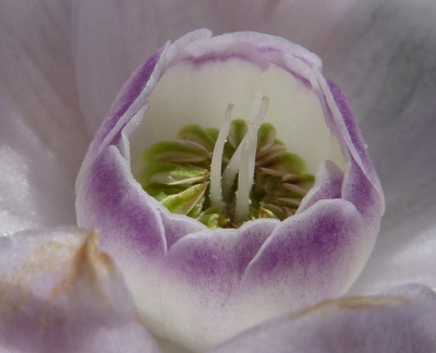 edelbrandbrennerei at.png