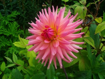 100D0424.JPG