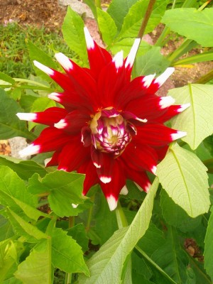 100D0462.JPG