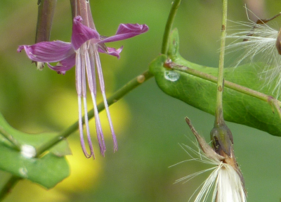 P1118796..August edelbrandbrennerei.png