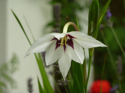 STerngladiole.jpg