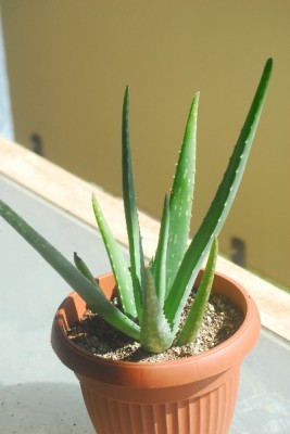 hawalogasteria 026_600x600_100KB.jpg