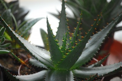 hawalogasteria 021_600x600_100KB.jpg