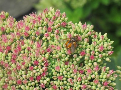 unbekannte auf Blüte.JPG