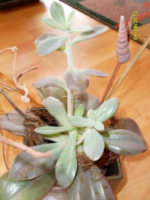 SL373845 [DVD (PAL)].JPG