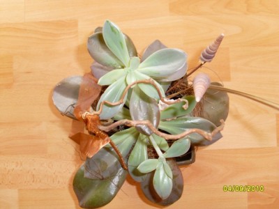 SL373844 [DVD (PAL)].JPG