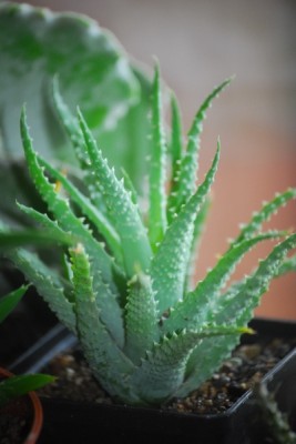 hawalogasteria_600x600_100KB.jpg