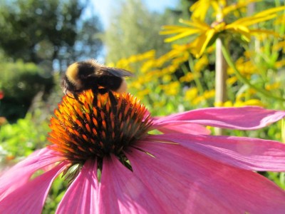 Erdhummel holt Nektar.JPG