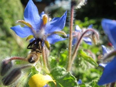 Borretsch mit Biene.JPG
