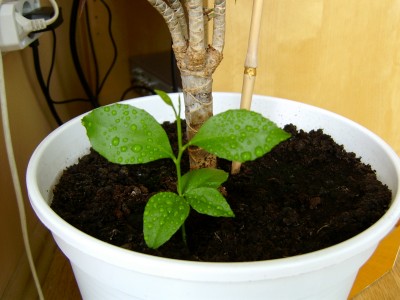 Zitrone 11.06.07.JPG