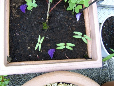 Ipomoea tricolor blau 11.06.07.JPG