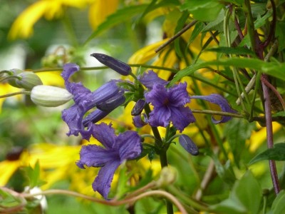 Clematis heraclefolia.jpg