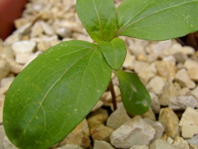 Sonnenblume 14.06.07.JPG