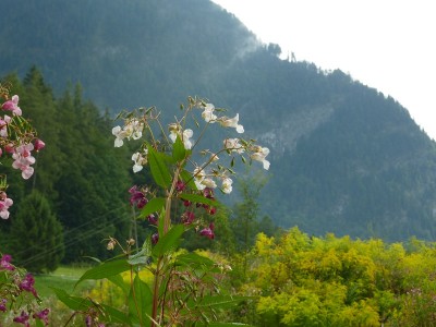 Springkraut und Goldrute.jpg