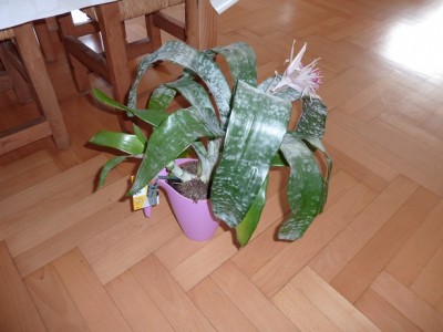 Aechmea3.jpg
