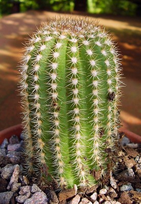 Echinopsis 2010-176 (1).JPG