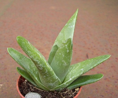 Haworthia 2010-187 (1).jpg