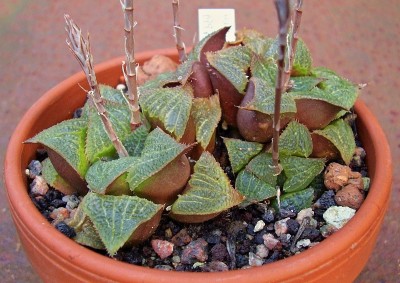 Haworthia magnifica (5).jpg