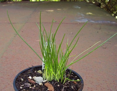 Albuca humilis.jpg