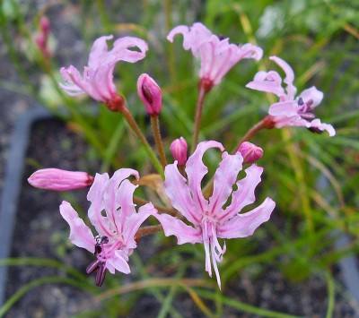 Nerine masonorum (6).jpg