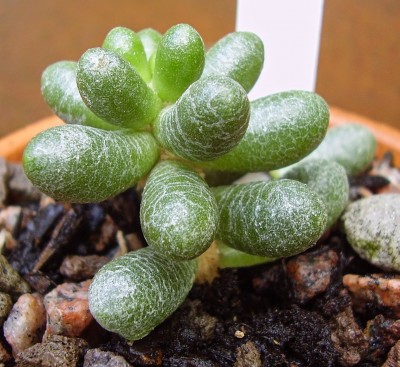 Sedum hernandezii.jpg