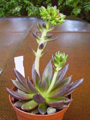 Echeveria affinis.jpg