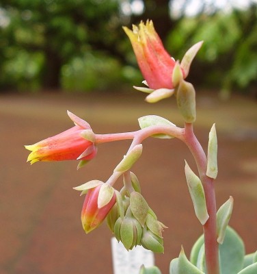 Echeveria secunda 2009-271 (5).jpg