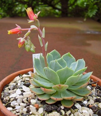Echeveria secunda 2009-271 (4).jpg