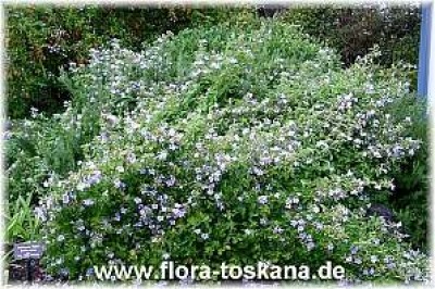 barleria_cristata_-_digi.jpg