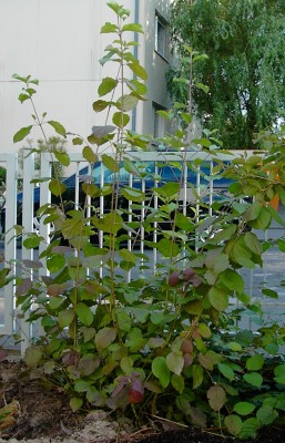 strauch01.jpg