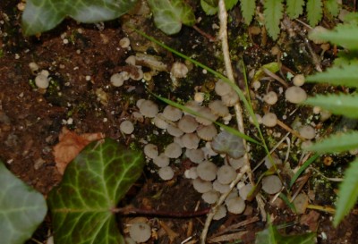 pilze01.jpg
