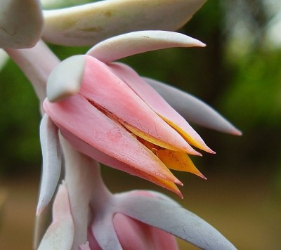 Echeveria shaviana 2009-247 (7)_ji.jpg