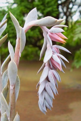 Echeveria shaviana 2009-247 (6).jpg