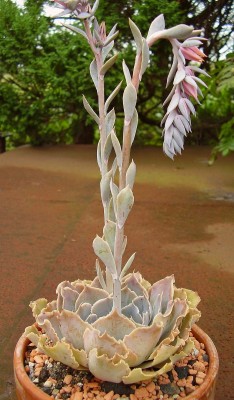 Echeveria shaviana 2009-247 (5).jpg