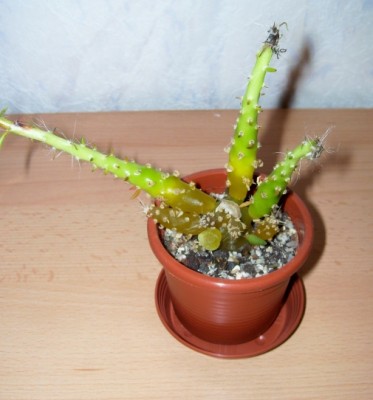 Opuntia subulata monstrosa 6.jpg