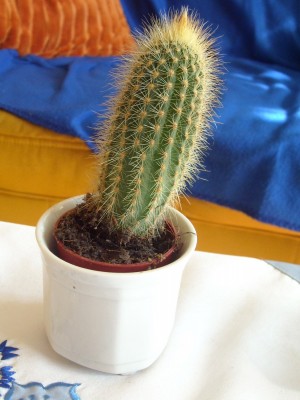DSCN1658.JPG